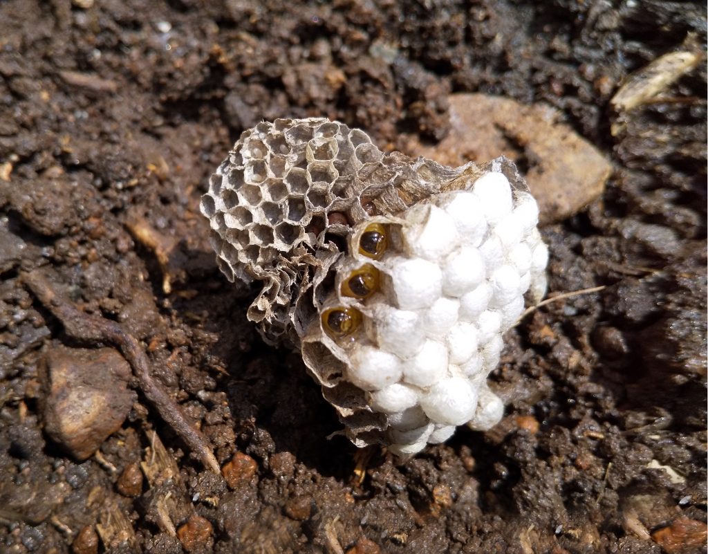 ひなきち絵日記 ひなきち Net